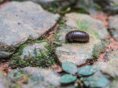 A brown pill bug walking on a flat rock