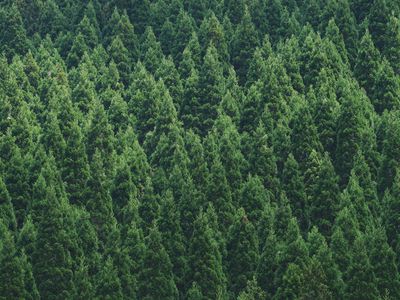 Full Frame Shot of Pine Trees in Forest