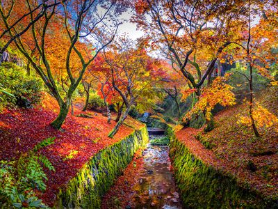 Bright orange maple trees on both sides of a canal with stone walls covered in green moss and the ground underneath covered in fallen orange and red leaves in Kyoto