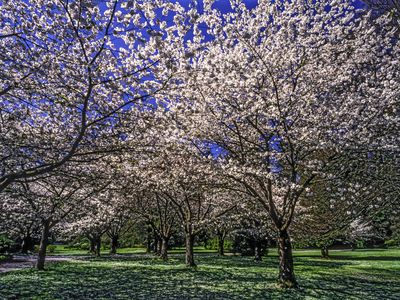 A field of cherry blossom trees in full pink color on a green grassy field at Stanley Park, Vancouver under a clear blue sky