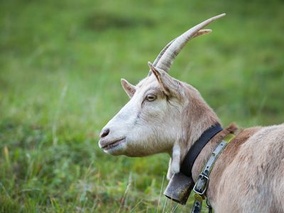 A goat in a field