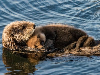 Sea otter floating in water with pup sleeping on its stomach