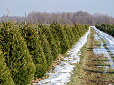 rows of Christmas trees with snow patches on tree farm