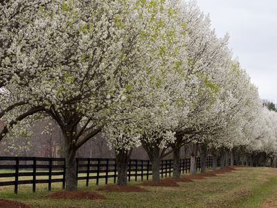 A row of blooming Bradford pear trees along a wooden fence