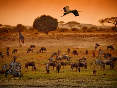 A diversity of large animals in an African grassland. 