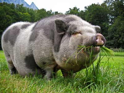 Pot bellied pig eating grass