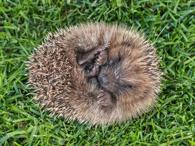 A hedgehog in a state of torpor on a field of grass.