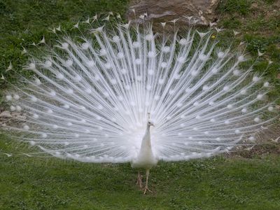 A white albino peacock spreads its feathers on green grass.