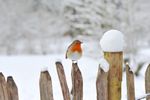 red robin perches on snow-topped wooden fence during winter looking for bugs