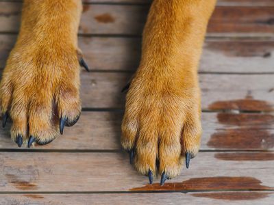 Two light brown dog paws with black claws