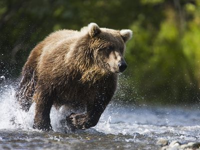 Grizzly bear running through a stream