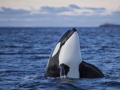 Orca or killer whale in the waters of Kaldfjorden, Norway