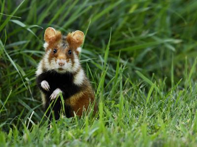 A young European hamster with a black tummy and brown and white fur standing upright in a grassy field.