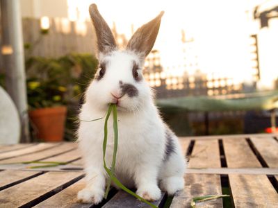 Bunny sitting on a patio table eating grass