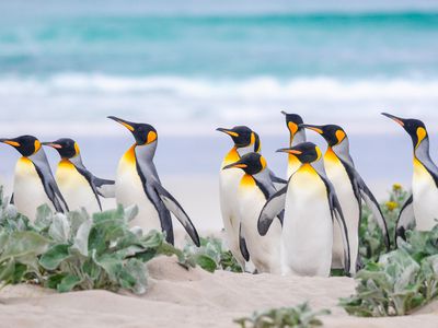 Group of king penguins on the beach on the Falkland Islands