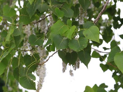 Cottonwood leaves and springtime pollen hanging off of tree.