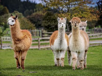 A group of alpacas on small farm