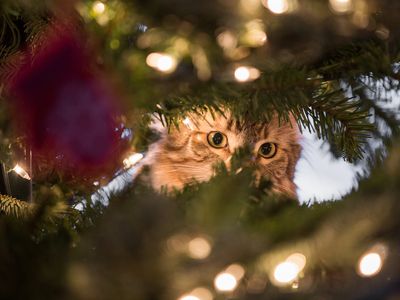 cat peers into christmas tree to look for animals hiding