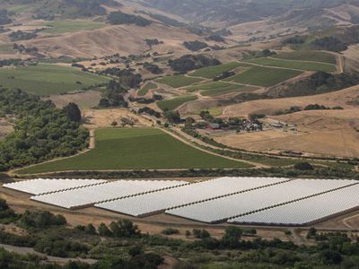 Cannabis greenhouses nestle between green crops in the rolling hills of Santa Barbara County, California