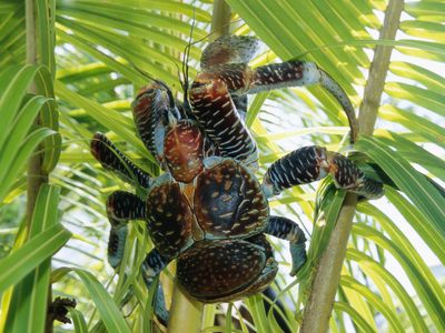 Giant Coconut Crab on Niue Island