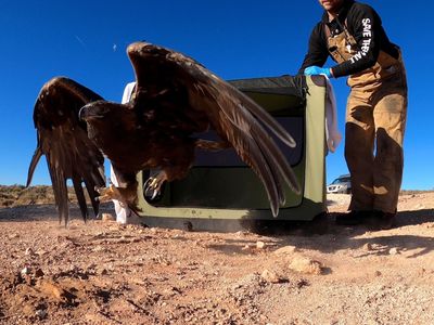 golden eagle released in Arizona