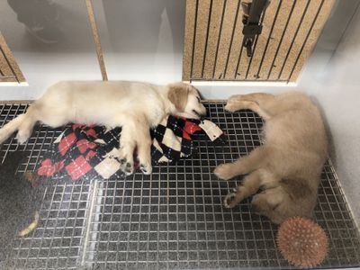 Golden Retriever Puppies