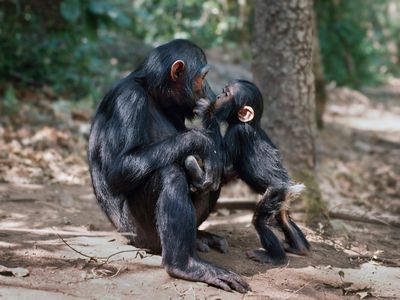 chimp kissing his mother