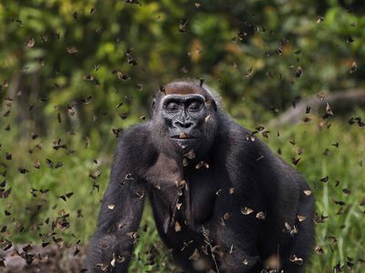 Western lowland gorilla in cloud of butterflies