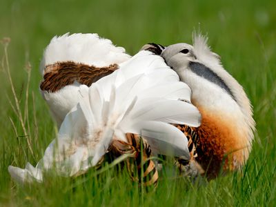 Great Bustard (Otis tarda)