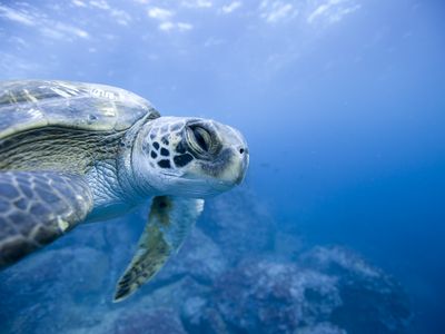 Green turtle (Chelonia mydas) swimming underwater