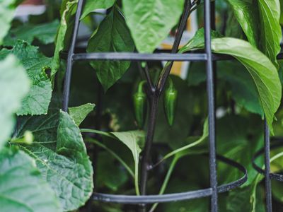 green pepper plant grows in garden with help of metal trellis