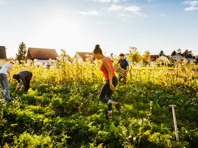 Group Of Urban Farmers Tending To Organic Crops