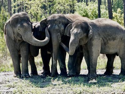 elephants at White Oak Conservation