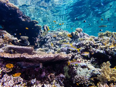 A coral reef teeming with fish