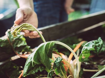 Hand holding wilted vegetables in own garden.