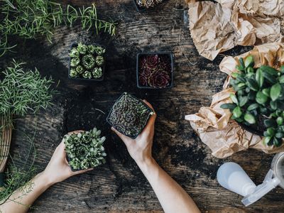 Hands of Woman Gardener Holding Succulent Plants at her Shop