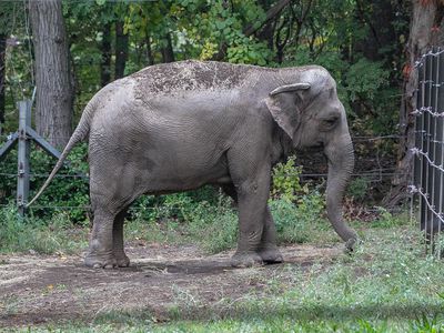 Happy the elephant in the Bronx Zoo