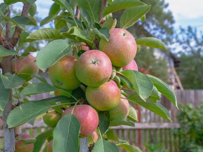 Harvest of red apples on a columnar apple tree in an orchard