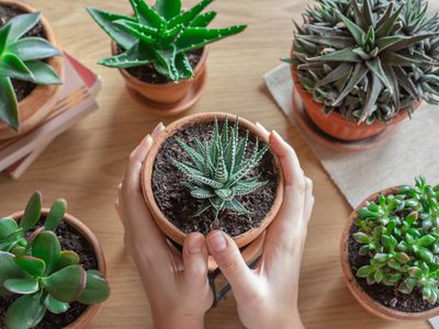 hands hold succulent in terra cotta pot