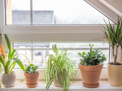 5 indoor house plants that clean your air in window