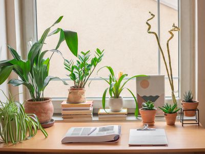 houseplants around a window in a small dorm desk