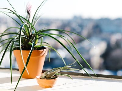 houseplant sits in sunny windowsill during winter