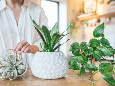 person in sunny kitchen displays three houseplants on wooden table