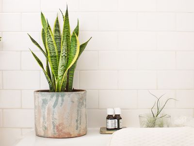 mother in law snake plant in planter near tub