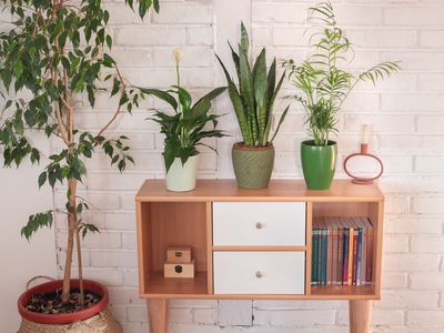 four popular varieties of house plants emit their own VOCs hero image