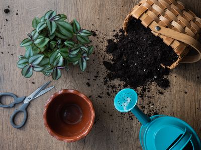 overhead shot of repotting plant materials plus spilled dirt and plant