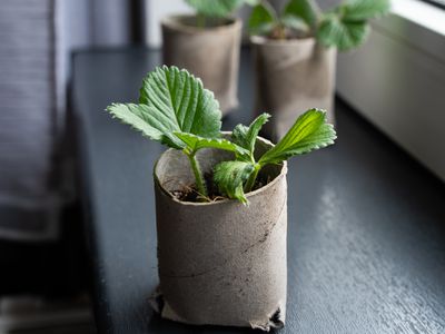 upcycled toilet paper roll as a seed starter with small plant growing inside