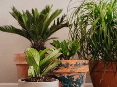 Four houseplants in ceramic pots