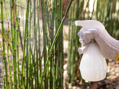 hand with reusable plastic spray bottle sprays bamboo