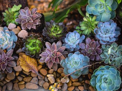 High angle view of flowering plants,Indonesia